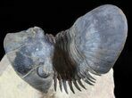Flying Paralejurus Trilobite Fossil - Natural Work Of Art #49587-2